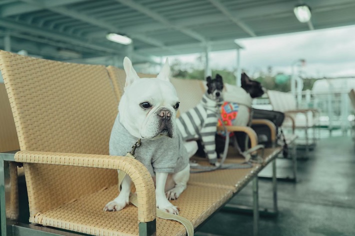 愛犬をもっと可愛くおしゃれに おすすめのペット服ブランド7選 アウトレット ジャパン マガジン アウトレットでお得に買い物を楽しむための情報メディア