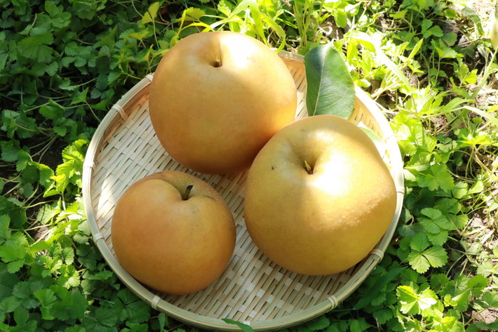 梨の種類