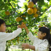 千葉県で梨狩りができる農園は？おすすめの時期や持ち物もご紹介！