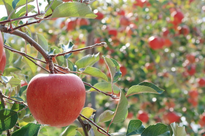 長野県のおすすめりんご狩りスポット