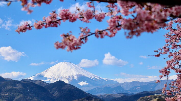 富士山と桜