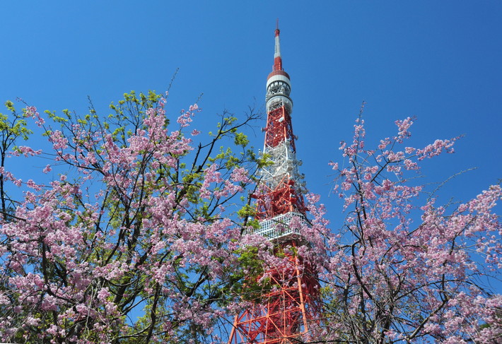 東京タワー　桜