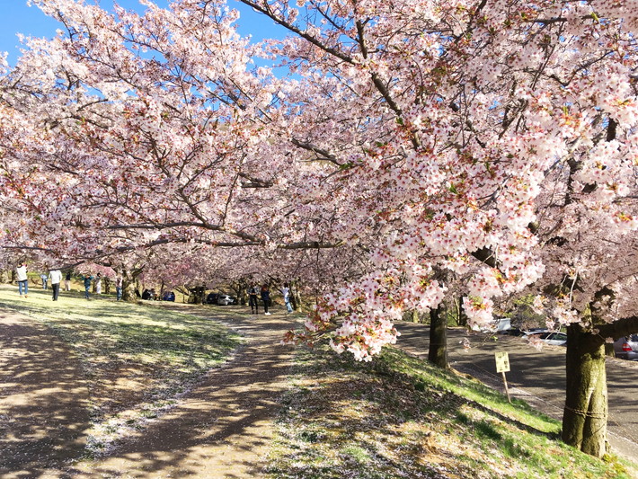 長野県　桜