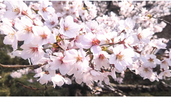 22年最新版 関東圏のお花見ドライブコース18選 桜の見頃最新情報と名所も紹介 アウトレット ジャパン マガジン